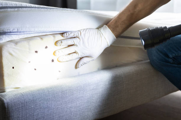 Best Emergency Pest Control  in Elgin, IL