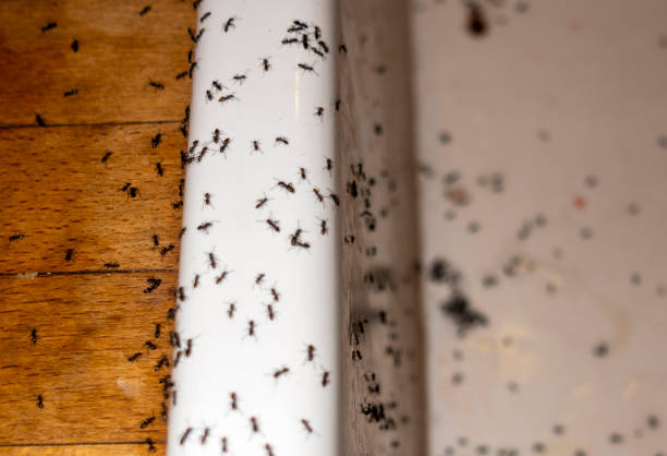 Best Spider Control Near Me  in Elgin, IL
