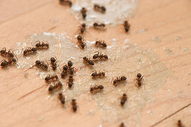 Best Affordable Pest Control Services  in Elgin, IL