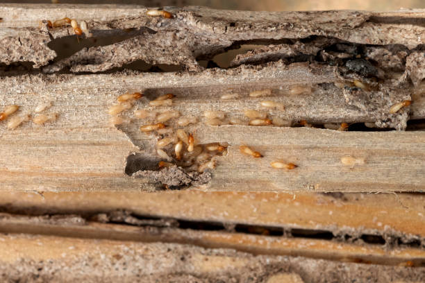 Best Residential Pest Control  in Elgin, IL